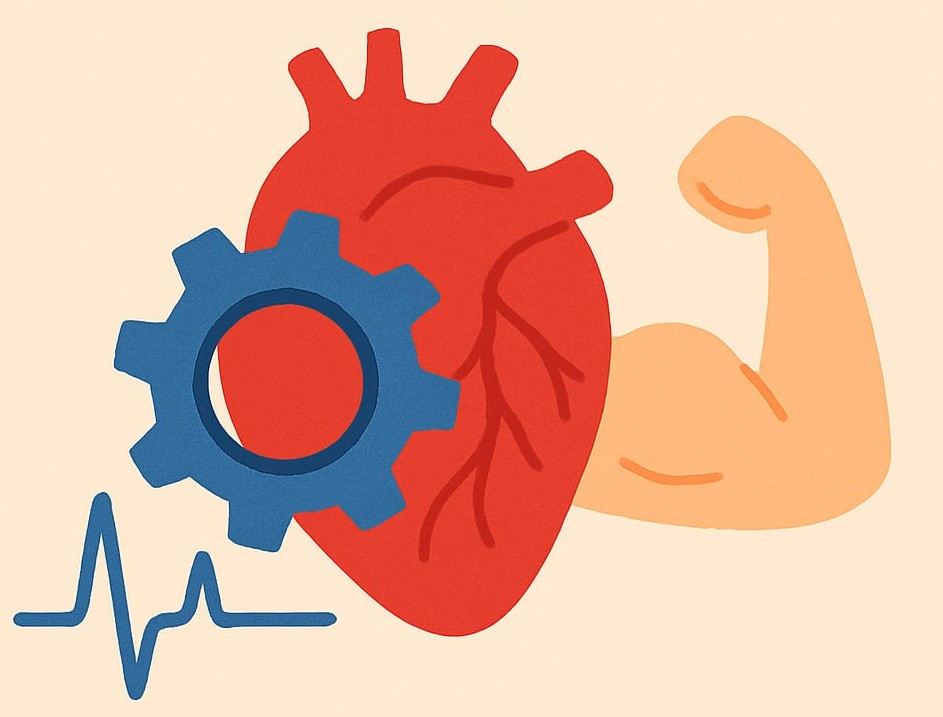 The Heart — The Body’s Main Engine: Why Is It Worth Taking Care of It?