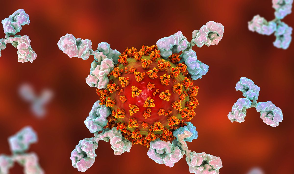 The immune system becomes the main weapon against tumors.