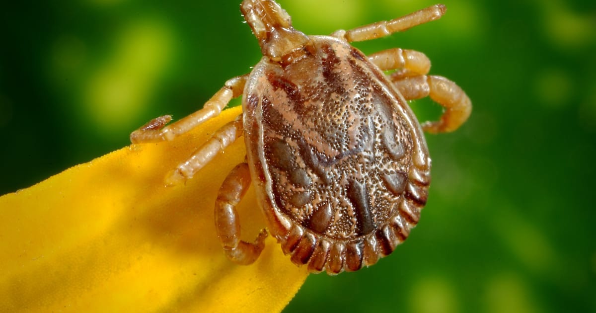 Ticks in the Czech Republic: how to protect yourself